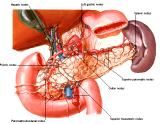 Anatomie: oesophagus (slokdarm), cardia (maag),duodenum,choledochus,galblaas,lever,pancreas,ileum,jejunum,colon,sigmoid,rectum,anusuterus,omentum,nier,vena porta,aorta.