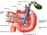 Anatomie: oesophagus (slokdarm), cardia (maag),duodenum,choledochus,galblaas,lever,pancreas,ileum,jejunum,colon,sigmoid,rectum,anusuterus,omentum,nier,vena porta,aorta.