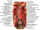 Anatomie: oesophagus (slokdarm), cardia (maag),duodenum,choledochus,galblaas,lever,pancreas,ileum,jejunum,colon,sigmoid,rectum,anusuterus,omentum,nier,vena porta,aorta.