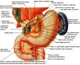 Anatomie: oesophagus (slokdarm), cardia (maag),duodenum,choledochus,galblaas,lever,pancreas,ileum,jejunum,colon,sigmoid,rectum,anusuterus,omentum,nier,vena porta,aorta.