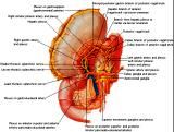 Anatomie: oesophagus (slokdarm), cardia (maag),duodenum,choledochus,galblaas,lever,pancreas,ileum,jejunum,colon,sigmoid,rectum,anusuterus,omentum,nier,vena porta,aorta.