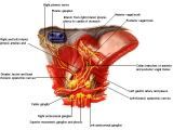 Anatomie: oesophagus (slokdarm), cardia (maag),duodenum,choledochus,galblaas,lever,pancreas,ileum,jejunum,colon,sigmoid,rectum,anusuterus,omentum,nier,vena porta,aorta.