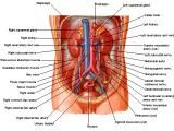 Anatomie: oesophagus (slokdarm), cardia (maag),duodenum,choledochus,galblaas,lever,pancreas,ileum,jejunum,colon,sigmoid,rectum,anusuterus,omentum,nier,vena porta,aorta.