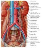 Anatomie: oesophagus (slokdarm), cardia (maag),duodenum,choledochus,galblaas,lever,pancreas,ileum,jejunum,colon,sigmoid,rectum,anusuterus,omentum,nier,vena porta,aorta.