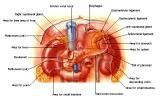 Anatomie: oesophagus (slokdarm), cardia (maag),duodenum,choledochus,galblaas,lever,pancreas,ileum,jejunum,colon,sigmoid,rectum,anusuterus,omentum,nier,vena porta,aorta.