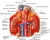 Anatomie: oesophagus (slokdarm), cardia (maag),duodenum,choledochus,galblaas,lever,pancreas,ileum,jejunum,colon,sigmoid,rectum,anusuterus,omentum,nier,vena porta,aorta.