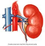 Anatomie: oesophagus (slokdarm), cardia (maag),duodenum,choledochus,galblaas,lever,pancreas,ileum,jejunum,colon,sigmoid,rectum,anusuterus,omentum,nier,vena porta,aorta.