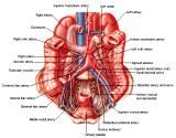 Anatomie: oesophagus (slokdarm), cardia (maag),duodenum,choledochus,galblaas,lever,pancreas,ileum,jejunum,colon,sigmoid,rectum,anusuterus,omentum,nier,vena porta,aorta.