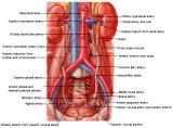 Anatomie: oesophagus (slokdarm), cardia (maag),duodenum,choledochus,galblaas,lever,pancreas,ileum,jejunum,colon,sigmoid,rectum,anusuterus,omentum,nier,vena porta,aorta.