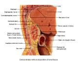 Anatomie: oesophagus (slokdarm), cardia (maag),duodenum,choledochus,galblaas,lever,pancreas,ileum,jejunum,colon,sigmoid,rectum,anusuterus,omentum,nier,vena porta,aorta.