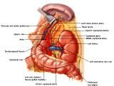 Anatomie: oesophagus (slokdarm), cardia (maag),duodenum,choledochus,galblaas,lever,pancreas,ileum,jejunum,colon,sigmoid,rectum,anusuterus,omentum,nier,vena porta,aorta.