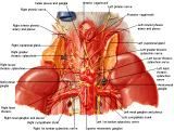 Anatomie: oesophagus (slokdarm), cardia (maag),duodenum,choledochus,galblaas,lever,pancreas,ileum,jejunum,colon,sigmoid,rectum,anusuterus,omentum,nier,vena porta,aorta.