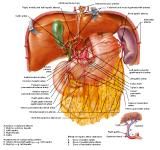 Anatomie: oesophagus (slokdarm), cardia (maag),duodenum,choledochus,galblaas,lever,pancreas,ileum,jejunum,colon,sigmoid,rectum,anusuterus,omentum,nier,vena porta,aorta.