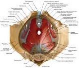 Anatomie:genitalie,geslachtsdelen,bekken,pubis,symphyse,ileum,tuber ischiadicus,sacrum,coccyx,obturator,gluteus,puborectalis,pubococcygeus,iliococcygeus,vas deferens,penis,vagina,uterus,prostaat,rectum, anus, sigmoid,denonvilliers,pelvis,testis,scrotum,corpus cavernosum,iliaca,aorta,suprarectalis,infrarectalis,haemorrhoiden,aambeien