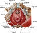 Anatomie:genitalie,geslachtsdelen,bekken,pubis,symphyse,ileum,tuber ischiadicus,sacrum,coccyx,obturator,gluteus,puborectalis,pubococcygeus,iliococcygeus,vas deferens,penis,vagina,uterus,prostaat,rectum, anus, sigmoid,denonvilliers,pelvis,testis,scrotum,corpus cavernosum,iliaca,aorta,suprarectalis,infrarectalis,haemorrhoiden,aambeien