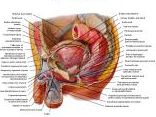 Anatomie:genitalie,geslachtsdelen,bekken,pubis,symphyse,ileum,tuber ischiadicus,sacrum,coccyx,obturator,gluteus,puborectalis,pubococcygeus,iliococcygeus,vas deferens,penis,vagina,uterus,prostaat,rectum, anus, sigmoid,denonvilliers,pelvis,testis,scrotum,corpus cavernosum,iliaca,aorta,suprarectalis,infrarectalis,haemorrhoiden,aambeien