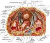 Anatomie:genitalie,geslachtsdelen,bekken,pubis,symphyse,ileum,tuber ischiadicus,sacrum,coccyx,obturator,gluteus,puborectalis,pubococcygeus,iliococcygeus,vas deferens,penis,vagina,uterus,prostaat,rectum, anus, sigmoid,denonvilliers,pelvis,testis,scrotum,corpus cavernosum,iliaca,aorta,suprarectalis,infrarectalis,haemorrhoiden,aambeien