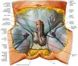 Anatomie:genitalie,geslachtsdelen,bekken,pubis,symphyse,ileum,tuber ischiadicus,sacrum,coccyx,obturator,gluteus,puborectalis,pubococcygeus,iliococcygeus,vas deferens,penis,vagina,uterus,prostaat,rectum, anus, sigmoid,denonvilliers,pelvis,testis,scrotum,corpus cavernosum,iliaca,aorta,suprarectalis,infrarectalis,haemorrhoiden,aambeien