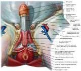 Anatomie:genitalie,geslachtsdelen,bekken,pubis,symphyse,ileum,tuber ischiadicus,sacrum,coccyx,obturator,gluteus,puborectalis,pubococcygeus,iliococcygeus,vas deferens,penis,vagina,uterus,prostaat,rectum, anus, sigmoid,denonvilliers,pelvis,testis,scrotum,corpus cavernosum,iliaca,aorta,suprarectalis,infrarectalis,haemorrhoiden,aambeien