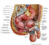 Anatomie:genitalie,geslachtsdelen,bekken,pubis,symphyse,ileum,tuber ischiadicus,sacrum,coccyx,obturator,gluteus,puborectalis,pubococcygeus,iliococcygeus,vas deferens,penis,vagina,uterus,prostaat,rectum, anus, sigmoid,denonvilliers,pelvis,testis,scrotum,corpus cavernosum,iliaca,aorta,suprarectalis,infrarectalis,haemorrhoiden,aambeien