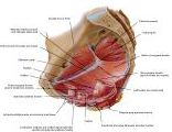 Anatomie:genitalie,geslachtsdelen,bekken,pubis,symphyse,ileum,tuber ischiadicus,sacrum,coccyx,obturator,gluteus,puborectalis,pubococcygeus,iliococcygeus,vas deferens,penis,vagina,uterus,prostaat,rectum, anus, sigmoid,denonvilliers,pelvis,testis,scrotum,corpus cavernosum,iliaca,aorta,suprarectalis,infrarectalis,haemorrhoiden,aambeien