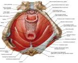 Anatomie:genitalie,geslachtsdelen,bekken,pubis,symphyse,ileum,tuber ischiadicus,sacrum,coccyx,obturator,gluteus,puborectalis,pubococcygeus,iliococcygeus,vas deferens,penis,vagina,uterus,prostaat,rectum, anus, sigmoid,denonvilliers,pelvis,testis,scrotum,corpus cavernosum,iliaca,aorta,suprarectalis,infrarectalis,haemorrhoiden,aambeien