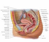 Anatomie:genitalie,geslachtsdelen,bekken,pubis,symphyse,ileum,tuber ischiadicus,sacrum,coccyx,obturator,gluteus,puborectalis,pubococcygeus,iliococcygeus,vas deferens,penis,vagina,uterus,prostaat,rectum, anus, sigmoid,denonvilliers,pelvis,testis,scrotum,corpus cavernosum,iliaca,aorta,suprarectalis,infrarectalis,haemorrhoiden,aambeien