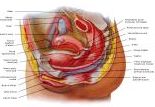 Anatomie:genitalie,geslachtsdelen,bekken,pubis,symphyse,ileum,tuber ischiadicus,sacrum,coccyx,obturator,gluteus,puborectalis,pubococcygeus,iliococcygeus,vas deferens,penis,vagina,uterus,prostaat,rectum, anus, sigmoid,denonvilliers,pelvis,testis,scrotum,corpus cavernosum,iliaca,aorta,suprarectalis,infrarectalis,haemorrhoiden,aambeien