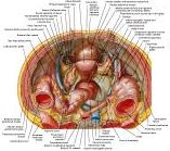 Anatomie:genitalie,geslachtsdelen,bekken,pubis,symphyse,ileum,tuber ischiadicus,sacrum,coccyx,obturator,gluteus,puborectalis,pubococcygeus,iliococcygeus,vas deferens,penis,vagina,uterus,prostaat,rectum, anus, sigmoid,denonvilliers,pelvis,testis,scrotum,corpus cavernosum,iliaca,aorta,suprarectalis,infrarectalis,haemorrhoiden,aambeien