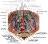 Anatomie:genitalie,geslachtsdelen,bekken,pubis,symphyse,ileum,tuber ischiadicus,sacrum,coccyx,obturator,gluteus,puborectalis,pubococcygeus,iliococcygeus,vas deferens,penis,vagina,uterus,prostaat,rectum, anus, sigmoid,denonvilliers,pelvis,testis,scrotum,corpus cavernosum,iliaca,aorta,suprarectalis,infrarectalis,haemorrhoiden,aambeien