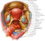 Anatomie:genitalie,geslachtsdelen,bekken,pubis,symphyse,ileum,tuber ischiadicus,sacrum,coccyx,obturator,gluteus,puborectalis,pubococcygeus,iliococcygeus,vas deferens,penis,vagina,uterus,prostaat,rectum, anus, sigmoid,denonvilliers,pelvis,testis,scrotum,corpus cavernosum,iliaca,aorta,suprarectalis,infrarectalis,haemorrhoiden,aambeien