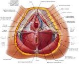 Anatomie:genitalie,geslachtsdelen,bekken,pubis,symphyse,ileum,tuber ischiadicus,sacrum,coccyx,obturator,gluteus,puborectalis,pubococcygeus,iliococcygeus,vas deferens,penis,vagina,uterus,prostaat,rectum, anus, sigmoid,denonvilliers,pelvis,testis,scrotum,corpus cavernosum,iliaca,aorta,suprarectalis,infrarectalis,haemorrhoiden,aambeien