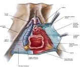 Anatomie:genitalie,geslachtsdelen,bekken,pubis,symphyse,ileum,tuber ischiadicus,sacrum,coccyx,obturator,gluteus,puborectalis,pubococcygeus,iliococcygeus,vas deferens,penis,vagina,uterus,prostaat,rectum, anus, sigmoid,denonvilliers,pelvis,testis,scrotum,corpus cavernosum,iliaca,aorta,suprarectalis,infrarectalis,haemorrhoiden,aambeien