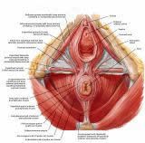 Anatomie:genitalie,geslachtsdelen,bekken,pubis,symphyse,ileum,tuber ischiadicus,sacrum,coccyx,obturator,gluteus,puborectalis,pubococcygeus,iliococcygeus,vas deferens,penis,vagina,uterus,prostaat,rectum, anus, sigmoid,denonvilliers,pelvis,testis,scrotum,corpus cavernosum,iliaca,aorta,suprarectalis,infrarectalis,haemorrhoiden,aambeien