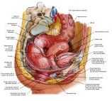 Anatomie:genitalie,geslachtsdelen,bekken,pubis,symphyse,ileum,tuber ischiadicus,sacrum,coccyx,obturator,gluteus,puborectalis,pubococcygeus,iliococcygeus,vas deferens,penis,vagina,uterus,prostaat,rectum, anus, sigmoid,denonvilliers,pelvis,testis,scrotum,corpus cavernosum,iliaca,aorta,suprarectalis,infrarectalis,haemorrhoiden,aambeien