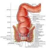 Anatomie:genitalie,geslachtsdelen,bekken,pubis,symphyse,ileum,tuber ischiadicus,sacrum,coccyx,obturator,gluteus,puborectalis,pubococcygeus,iliococcygeus,vas deferens,penis,vagina,uterus,prostaat,rectum, anus, sigmoid,denonvilliers,pelvis,testis,scrotum,corpus cavernosum,iliaca,aorta,suprarectalis,infrarectalis,haemorrhoiden,aambeien