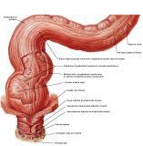 Anatomie:genitalie,geslachtsdelen,bekken,pubis,symphyse,ileum,tuber ischiadicus,sacrum,coccyx,obturator,gluteus,puborectalis,pubococcygeus,iliococcygeus,vas deferens,penis,vagina,uterus,prostaat,rectum, anus, sigmoid,denonvilliers,pelvis,testis,scrotum,corpus cavernosum,iliaca,aorta,suprarectalis,infrarectalis,haemorrhoiden,aambeien