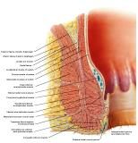 Anatomie:genitalie,geslachtsdelen,bekken,pubis,symphyse,ileum,tuber ischiadicus,sacrum,coccyx,obturator,gluteus,puborectalis,pubococcygeus,iliococcygeus,vas deferens,penis,vagina,uterus,prostaat,rectum, anus, sigmoid,denonvilliers,pelvis,testis,scrotum,corpus cavernosum,iliaca,aorta,suprarectalis,infrarectalis,haemorrhoiden,aambeien