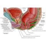 Anatomie:genitalie,geslachtsdelen,bekken,pubis,symphyse,ileum,tuber ischiadicus,sacrum,coccyx,obturator,gluteus,puborectalis,pubococcygeus,iliococcygeus,vas deferens,penis,vagina,uterus,prostaat,rectum, anus, sigmoid,denonvilliers,pelvis,testis,scrotum,corpus cavernosum,iliaca,aorta,suprarectalis,infrarectalis,haemorrhoiden,aambeien