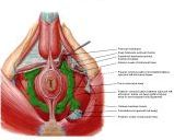 Anatomie:genitalie,geslachtsdelen,bekken,pubis,symphyse,ileum,tuber ischiadicus,sacrum,coccyx,obturator,gluteus,puborectalis,pubococcygeus,iliococcygeus,vas deferens,penis,vagina,uterus,prostaat,rectum, anus, sigmoid,denonvilliers,pelvis,testis,scrotum,corpus cavernosum,iliaca,aorta,suprarectalis,infrarectalis,haemorrhoiden,aambeien