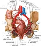 Anatomie:genitalie,geslachtsdelen,bekken,pubis,symphyse,ileum,tuber ischiadicus,sacrum,coccyx,obturator,gluteus,puborectalis,pubococcygeus,iliococcygeus,vas deferens,penis,vagina,uterus,prostaat,rectum, anus, sigmoid,denonvilliers,pelvis,testis,scrotum,corpus cavernosum,iliaca,aorta,suprarectalis,infrarectalis,haemorrhoiden,aambeien