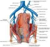 Anatomie:genitalie,geslachtsdelen,bekken,pubis,symphyse,ileum,tuber ischiadicus,sacrum,coccyx,obturator,gluteus,puborectalis,pubococcygeus,iliococcygeus,vas deferens,penis,vagina,uterus,prostaat,rectum, anus, sigmoid,denonvilliers,pelvis,testis,scrotum,corpus cavernosum,iliaca,aorta,suprarectalis,infrarectalis,haemorrhoiden,aambeien