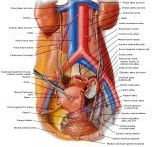 Anatomie:genitalie,geslachtsdelen,bekken,pubis,symphyse,ileum,tuber ischiadicus,sacrum,coccyx,obturator,gluteus,puborectalis,pubococcygeus,iliococcygeus,vas deferens,penis,vagina,uterus,prostaat,rectum, anus, sigmoid,denonvilliers,pelvis,testis,scrotum,corpus cavernosum,iliaca,aorta,suprarectalis,infrarectalis,haemorrhoiden,aambeien