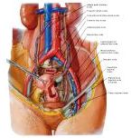 Anatomie:genitalie,geslachtsdelen,bekken,pubis,symphyse,ileum,tuber ischiadicus,sacrum,coccyx,obturator,gluteus,puborectalis,pubococcygeus,iliococcygeus,vas deferens,penis,vagina,uterus,prostaat,rectum, anus, sigmoid,denonvilliers,pelvis,testis,scrotum,corpus cavernosum,iliaca,aorta,suprarectalis,infrarectalis,haemorrhoiden,aambeien