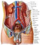 Anatomie:genitalie,geslachtsdelen,bekken,pubis,symphyse,ileum,tuber ischiadicus,sacrum,coccyx,obturator,gluteus,puborectalis,pubococcygeus,iliococcygeus,vas deferens,penis,vagina,uterus,prostaat,rectum, anus, sigmoid,denonvilliers,pelvis,testis,scrotum,corpus cavernosum,iliaca,aorta,suprarectalis,infrarectalis,haemorrhoiden,aambeien