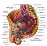 Anatomie:genitalie,geslachtsdelen,bekken,pubis,symphyse,ileum,tuber ischiadicus,sacrum,coccyx,obturator,gluteus,puborectalis,pubococcygeus,iliococcygeus,vas deferens,penis,vagina,uterus,prostaat,rectum, anus, sigmoid,denonvilliers,pelvis,testis,scrotum,corpus cavernosum,iliaca,aorta,suprarectalis,infrarectalis,haemorrhoiden,aambeien