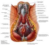 Anatomie:genitalie,geslachtsdelen,bekken,pubis,symphyse,ileum,tuber ischiadicus,sacrum,coccyx,obturator,gluteus,puborectalis,pubococcygeus,iliococcygeus,vas deferens,penis,vagina,uterus,prostaat,rectum, anus, sigmoid,denonvilliers,pelvis,testis,scrotum,corpus cavernosum,iliaca,aorta,suprarectalis,infrarectalis,haemorrhoiden,aambeien