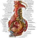 Anatomie:genitalie,geslachtsdelen,bekken,pubis,symphyse,ileum,tuber ischiadicus,sacrum,coccyx,obturator,gluteus,puborectalis,pubococcygeus,iliococcygeus,vas deferens,penis,vagina,uterus,prostaat,rectum, anus, sigmoid,denonvilliers,pelvis,testis,scrotum,corpus cavernosum,iliaca,aorta,suprarectalis,infrarectalis,haemorrhoiden,aambeien