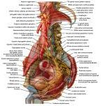 Anatomie:genitalie,geslachtsdelen,bekken,pubis,symphyse,ileum,tuber ischiadicus,sacrum,coccyx,obturator,gluteus,puborectalis,pubococcygeus,iliococcygeus,vas deferens,penis,vagina,uterus,prostaat,rectum, anus, sigmoid,denonvilliers,pelvis,testis,scrotum,corpus cavernosum,iliaca,aorta,suprarectalis,infrarectalis,haemorrhoiden,aambeien