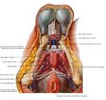 Anatomie:genitalie,geslachtsdelen,bekken,pubis,symphyse,ileum,tuber ischiadicus,sacrum,coccyx,obturator,gluteus,puborectalis,pubococcygeus,iliococcygeus,vas deferens,penis,vagina,uterus,prostaat,rectum, anus, sigmoid,denonvilliers,pelvis,testis,scrotum,corpus cavernosum,iliaca,aorta,suprarectalis,infrarectalis,haemorrhoiden,aambeien